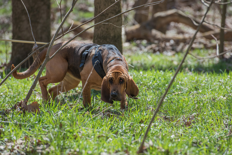 Ready for the Hunt | Shutterstock