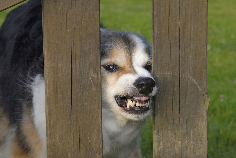 Wrinkling Their Muzzle | Getty Images Photo by BSIP