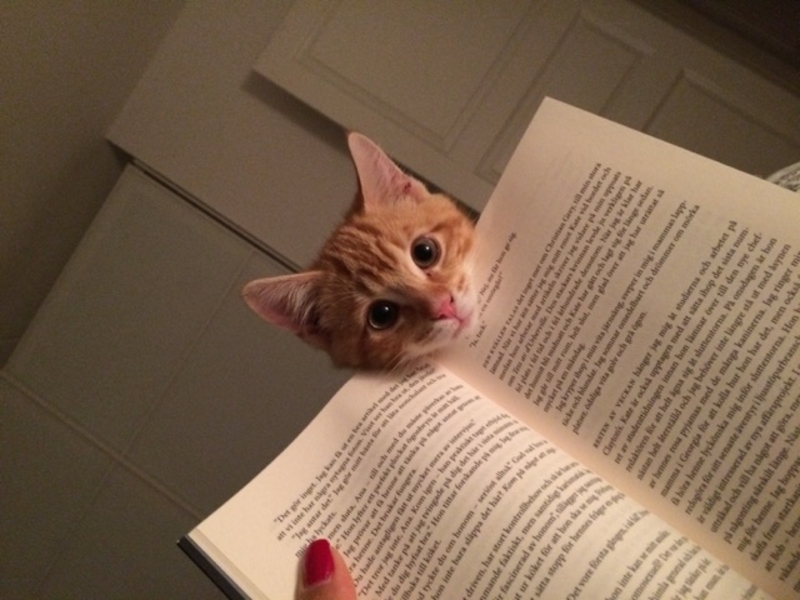 A Reading Buddy | Imgur.com/Jizzfactory