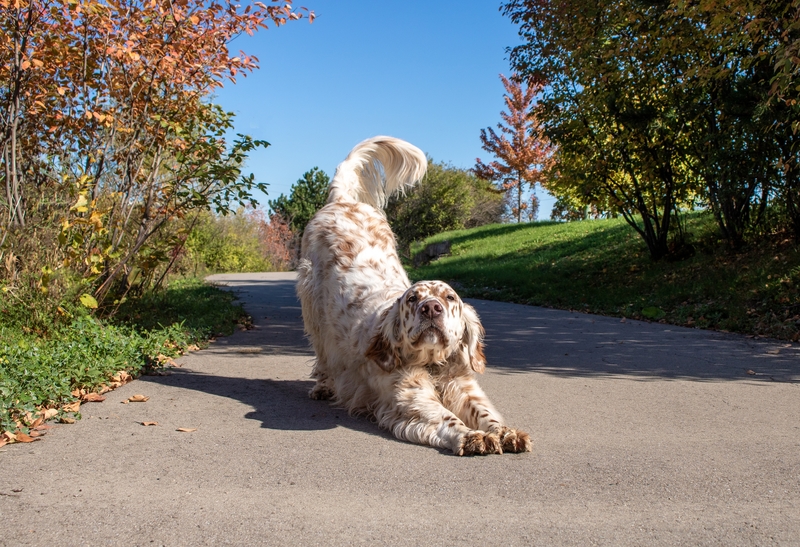 Yoga Fun | Shutterstock