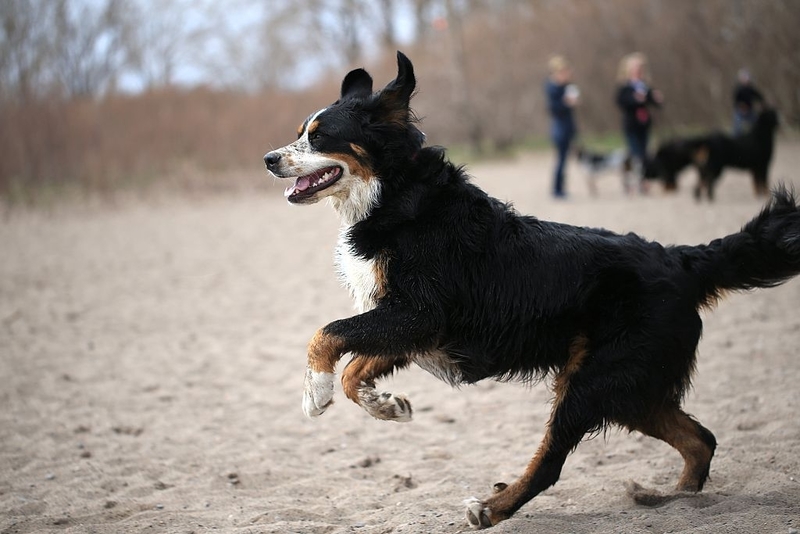 Their Tails Say as Much as Their Eyes | Getty Images Photo by Rene Johnston