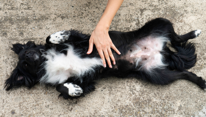 They Show You Their Belly | Shutterstock