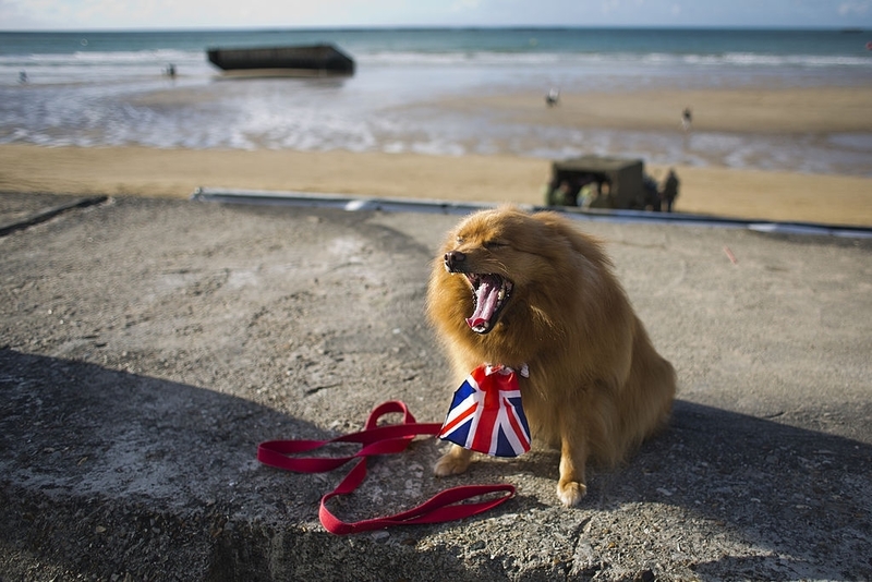 Yowling | Getty Images Photo by Matej Divizna