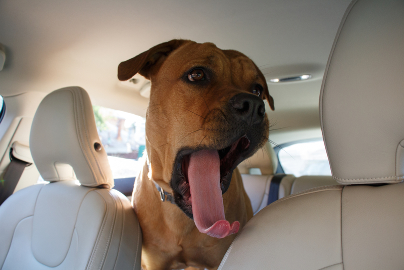 Yawning Can Be a Sign Of Discomfort | Shutterstock