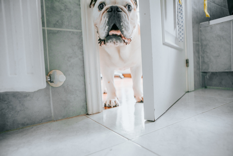 When Your Dog Stays By Your Side | Getty Images Photo by Carol Yepes