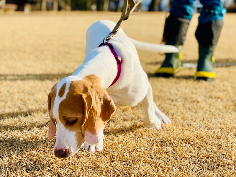 Smelling Everything | Shutterstock