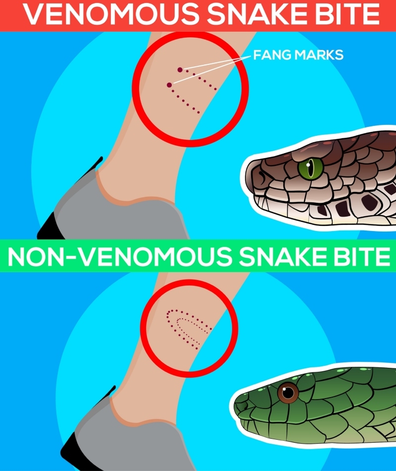 The Difference Between Snakes | Shutterstock