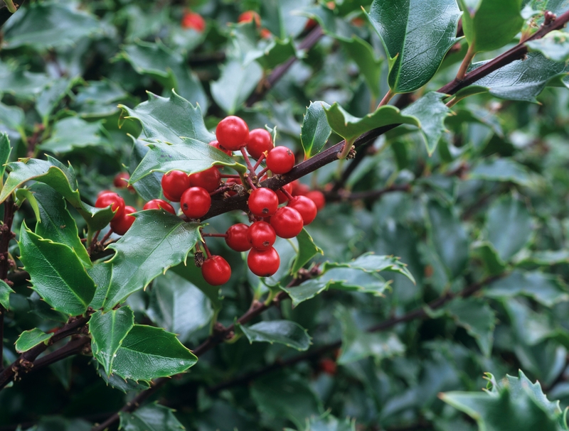 Power-Packed Berries | Alamy Stock Photo