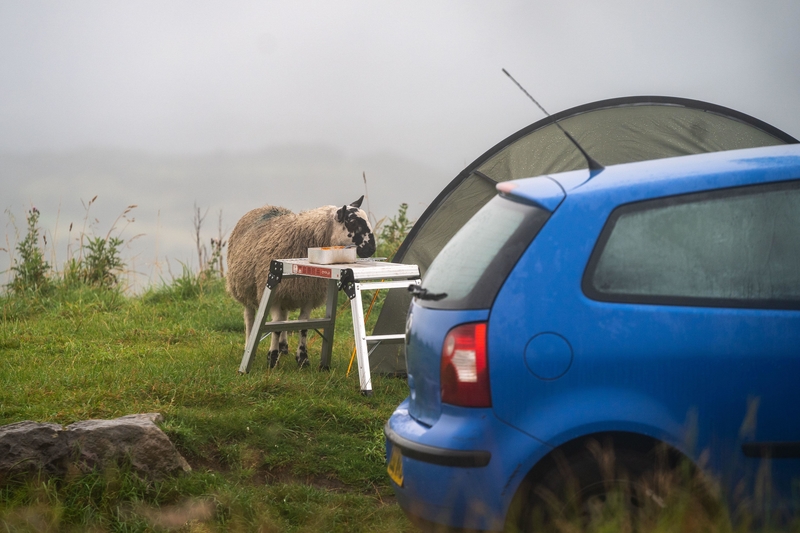 Oh, Sheep! | Alamy Stock Photo