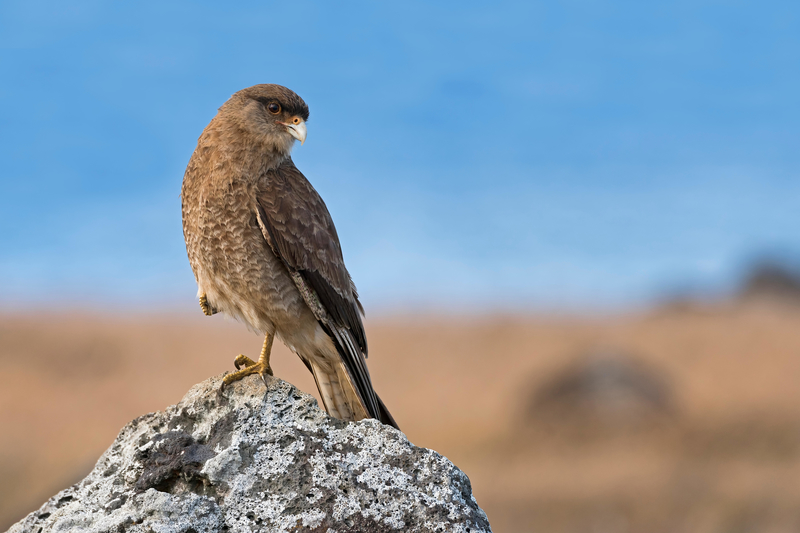 Forgone Flora and Fauna | Alamy Stock Photo