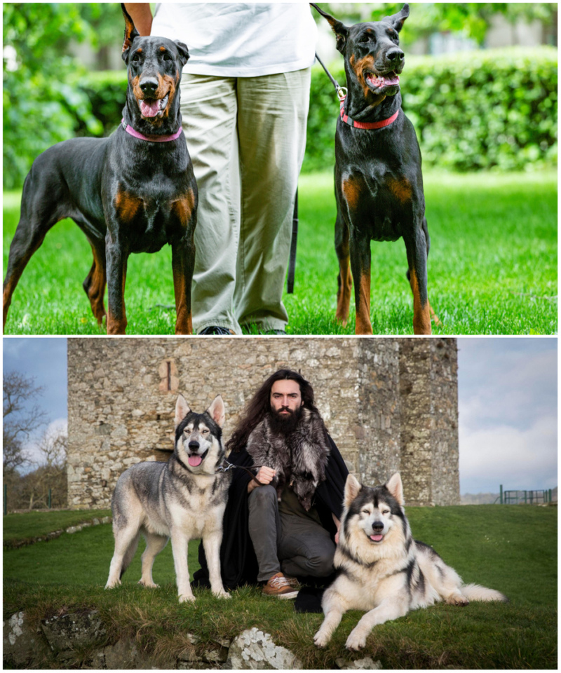 Zwei Dobermänner und zwei Nothern Inuits halfen beim Dreh eines aktuellen Star-Wars-Films | Alamy Stock Photo