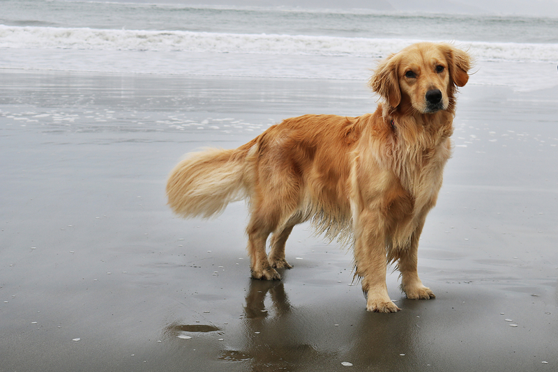 Golden Retriever | Shutterstock