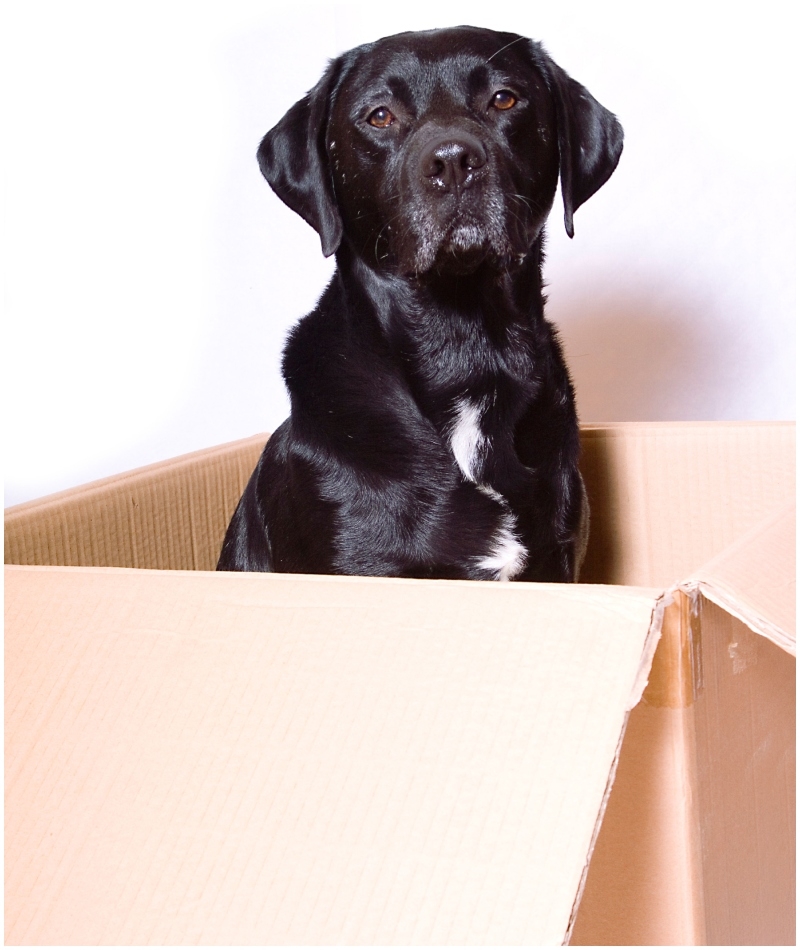 Dieser Labrador hilft seinem Besitzer beim Lecken von Briefmarken | Alamy Stock Photo