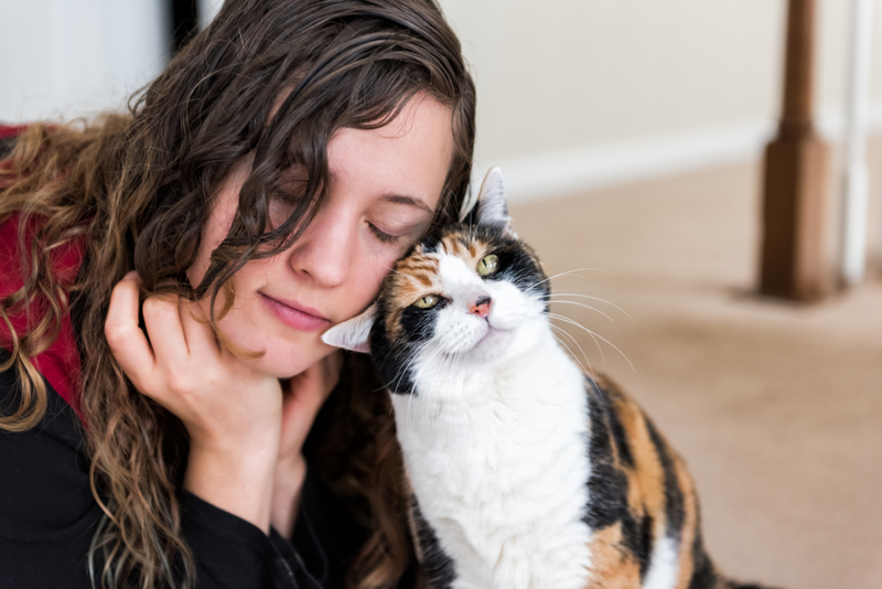 Das Reiben an Gegenständen einer Katze mit dem Kopf | Getty Images Photo by krblokhin