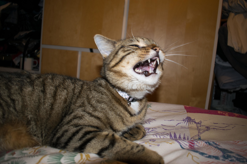 Schauriges Katzengeschrei | Alamy Stock Photo by Keanu Ollier 