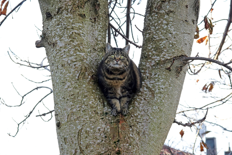 Auf einem Baum festsitzen | Getty Images Photo by Astrid860