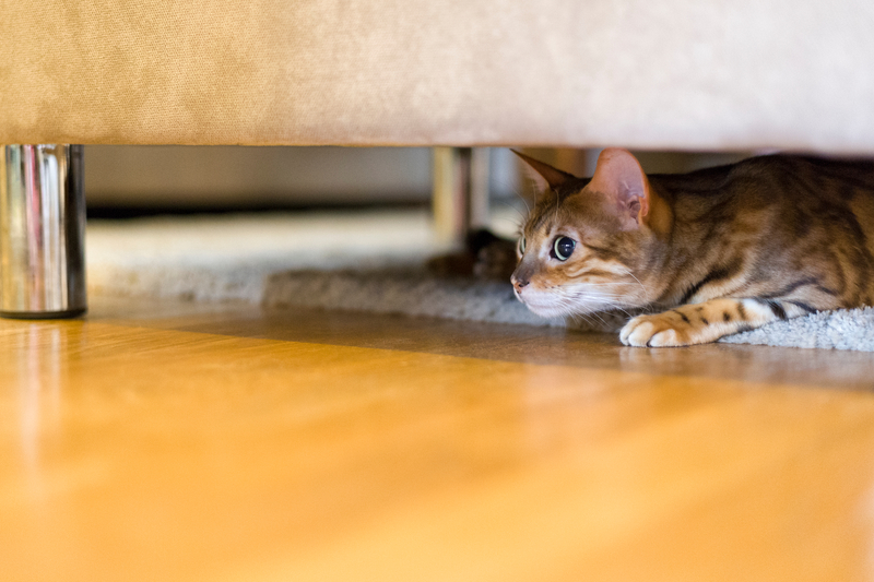 Sich verstecken | Shutterstock Photo by Martin Carlsson