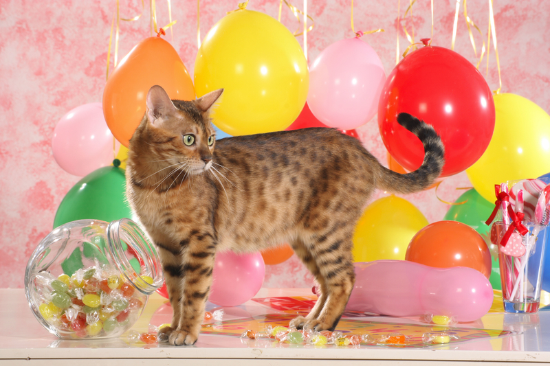 Angst vor Luftballons | Alamy Stock Photo by Born, S./juniors@wildlife/Juniors Bildarchiv GmbH 