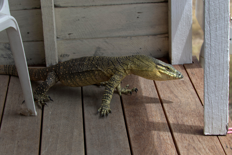 Outro Visitante | Alamy Stock Photo by Lincoln Fowler