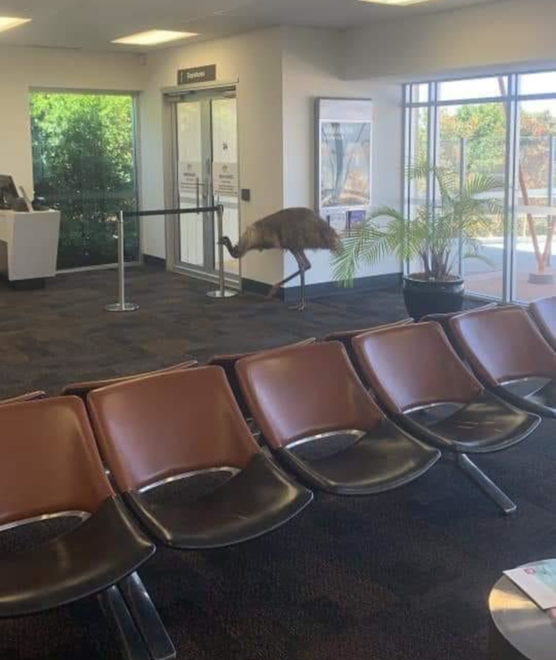 Uma Ema No Aeroporto | Reddit.com/kaptiankrunchy