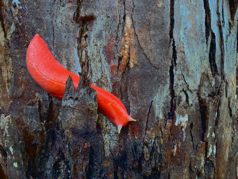 Eca! | Getty Images Photo by Searsie