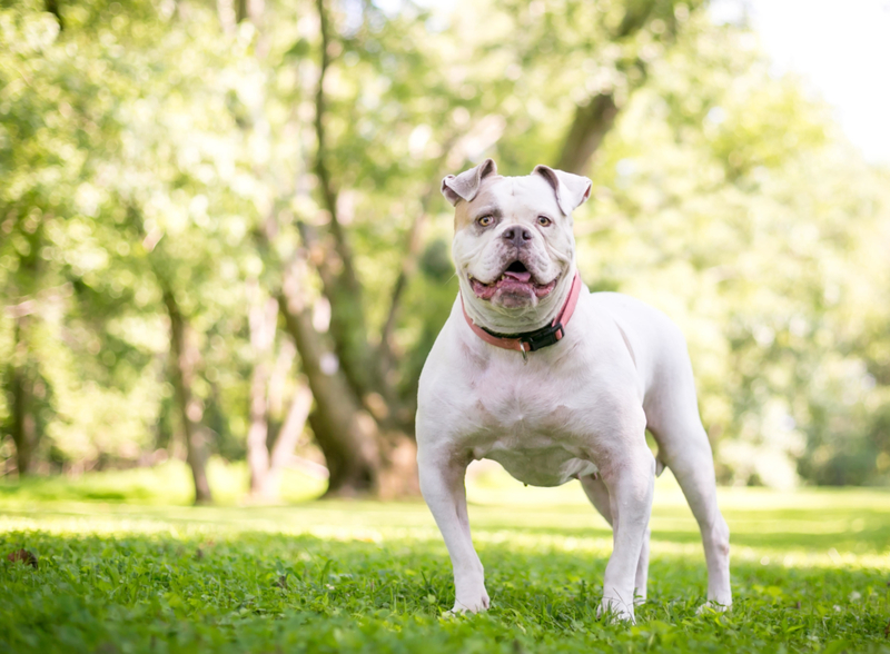 Bulldog americano | Alamy Stock Photo