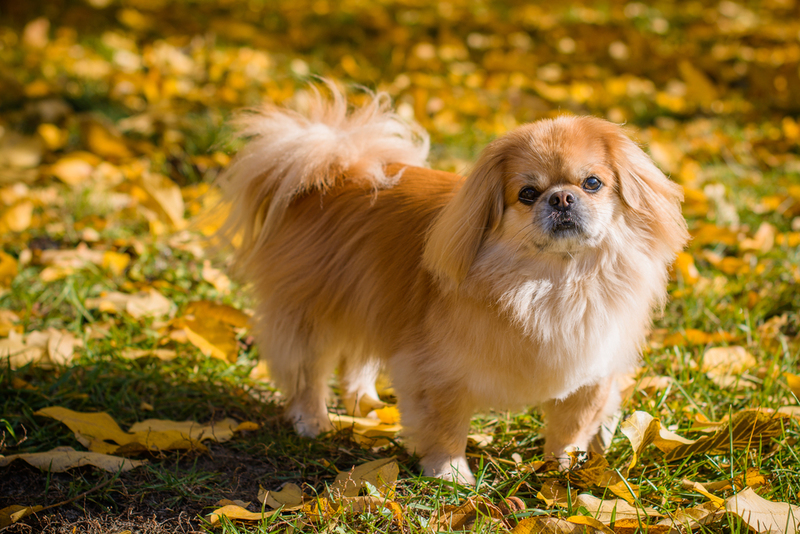 Pekinés | Shutterstock