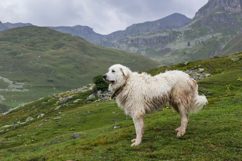 Perro de montaña de los Pirineos | Shutterstock