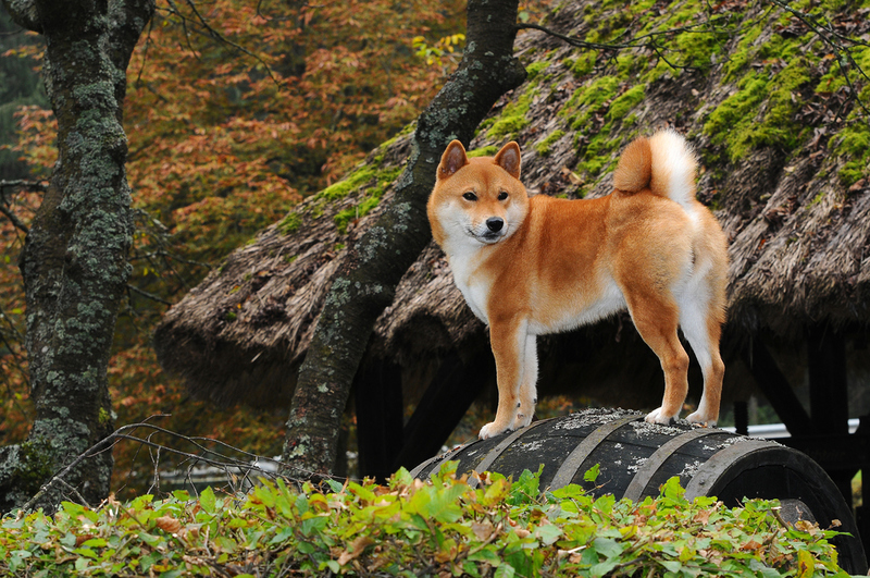 Shiba Inu | Shutterstock