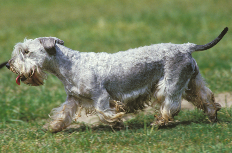 Terrier checo | Alamy Stock Photo