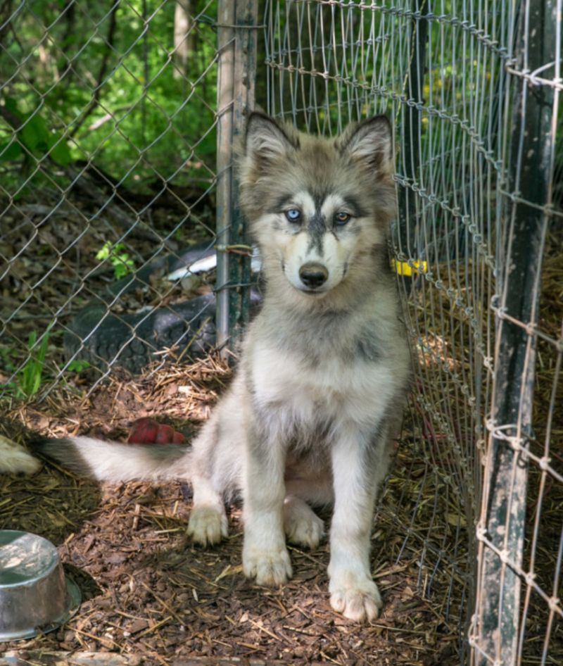 Perro lobo | Getty Images Photo by George Rose