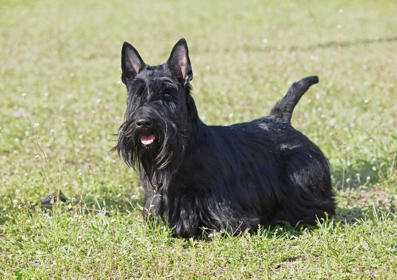Terrier escocés | Shutterstock