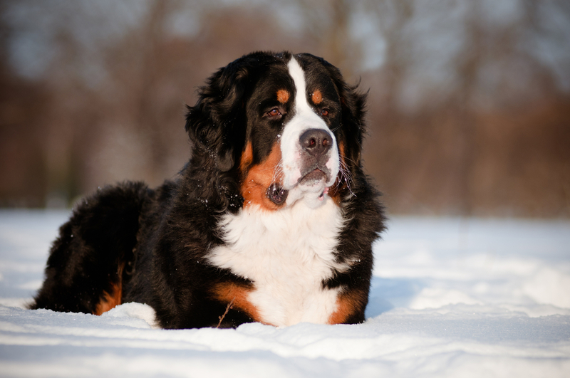 Boyero de Berna | Shutterstock