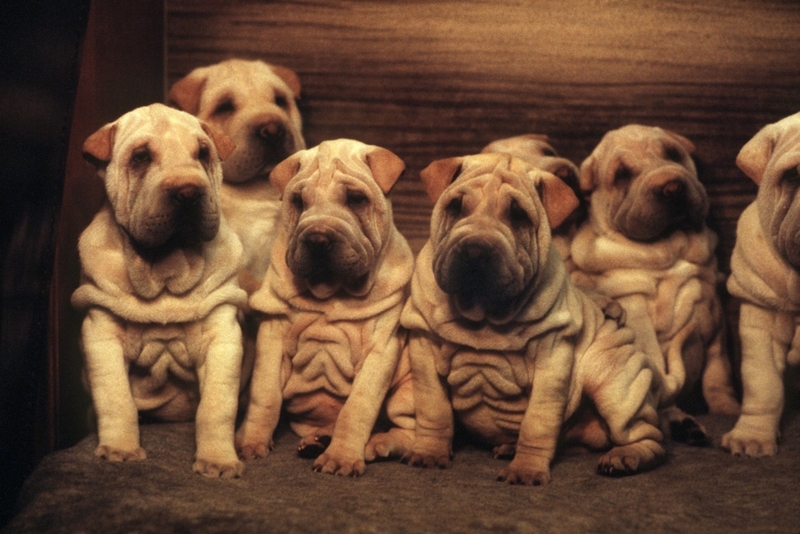 Shar pei | Getty Images Photo by Werner Baum/picture alliance via Getty Images