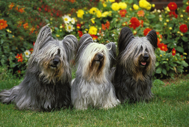 Skye terrier | Alamy Stock Photo