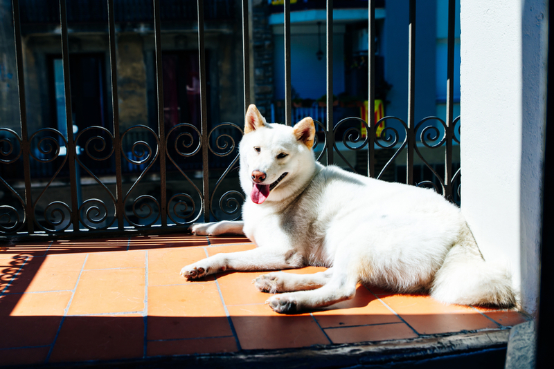 Kishu | Shutterstock