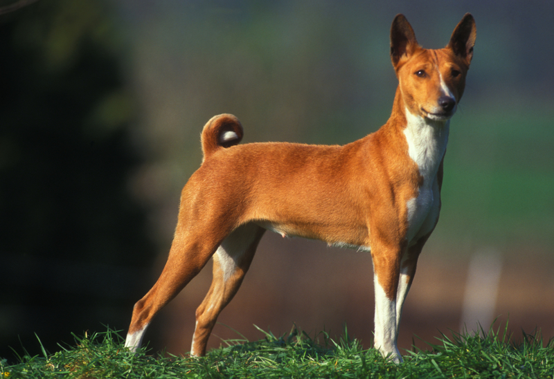 Basenji | Getty Images Photo by: Auscape