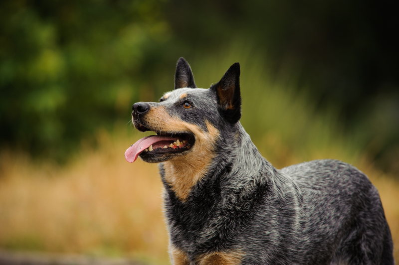 Pastor ganadero australiano | Shutterstock