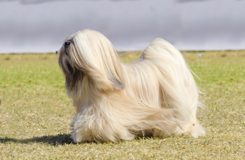 Lhasa apsos | Shutterstock