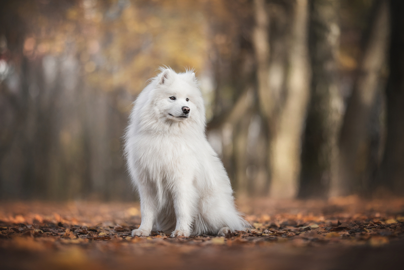 Samoyedo | Shutterstock