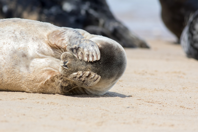 Muchos animales se ponen tímidos cuando les enfoca una cámara | Ian Dyball/Shutterstock