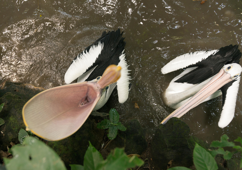 La comida va en el agujero | Alamy Stock Photo by Barisic Zaklina