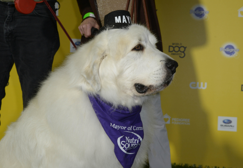 Um Cão de Montanha dos Pirenéus Foi Eleito Prefeito | Alamy Stock Photo
