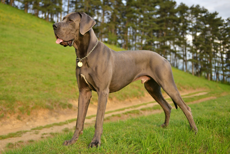 Dogue Alemão | Shutterstock