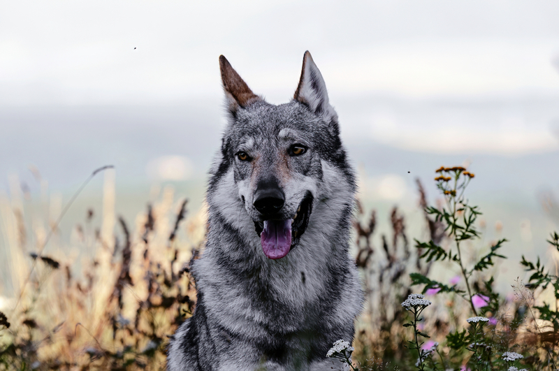 Cão-lobo-checoslovaco | Shutterstock