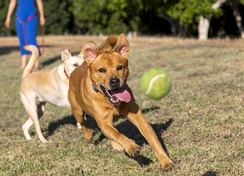 Cachorros Podem Pegar Bolas de Tênis e Tacos de Beisebol Durante Partidas Oficiais | Shutterstock