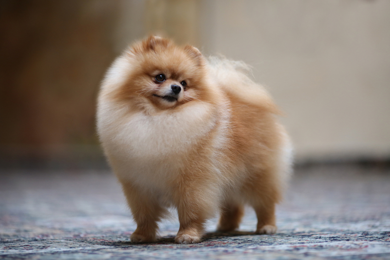 Lulu-da-pomerânia | Shutterstock