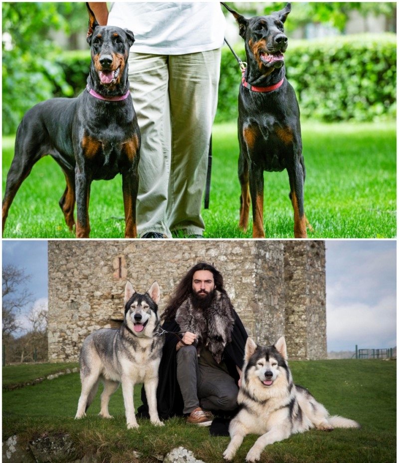 Dois Dobermans e Dois Inuits do Norte Ajudaram a Gravar um Filme Recente de 