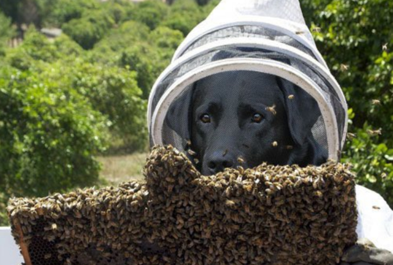 Este Labrador Preto Ajuda a Salvar as Abelhas | Twitter/@cl0in