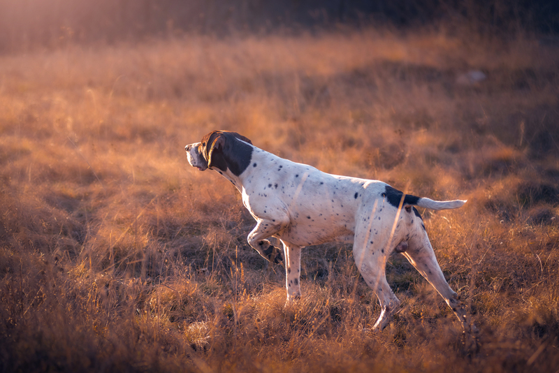 Cães Caçadores de Pássaros São Usados para Salvar a População de Pássaros Nativos da Nova Zelândia | Shutterstock